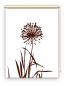 Preview: Rollo Allium 24 blanco coffee, Rollo, Motivrollo, Rollo mit Druck, Fotorollo, bedrucktes Rollo, Fensterrollo,verdunkelndes Rollo, Sonnenschutz Rollo